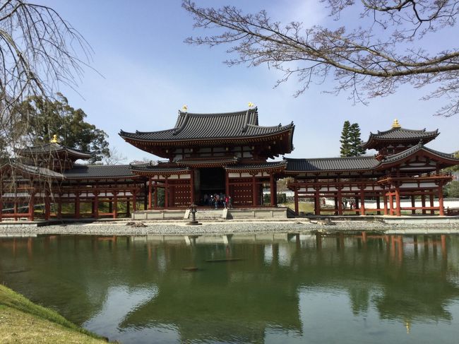 桂離宮の後は嵐山経由で北野白梅町へ行き、平野神社へその後バスで京都御苑へ行き<br />ルキャトーズイエムで夕食をとりこの日は終了<br />翌日は平等院へ行きました