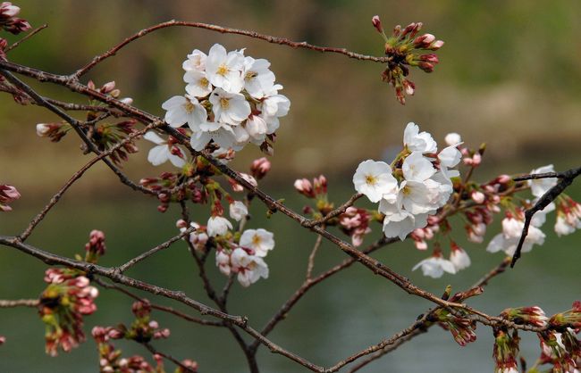 25日，27日と見て来ました八幡背割堤桜並木の開花状況ですが、本日は更に進んで、木々によっては花が付き始めていました。<br />一つ前、27日の様子はこちら→https://4travel.jp/travelogue/11473827<br />　<br />明日から10日間開催される八幡桜まつりに伴って、現場の準備も進んでいました（売店コーナーのテントは昨日から準備されていました）。<br /><br />明日からは車での入場が出来ないので、次の調査はチャリで出掛けてきます。<br /><br /><br />次の調査は3月31日です。<br />https://4travel.jp/travelogue/11475539