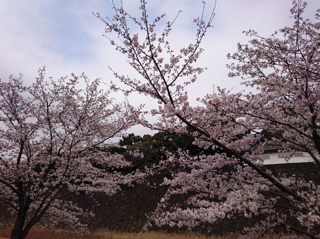 天気がイマイチなので空いているかもしれないと思い、今年も3/30皇居乾通り一般公開に行って来ました。到着が14：00と昨年より少し遅めですが待ち時間は5分程度で入場できました。