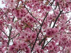 平成最後の高クラスの観桜会