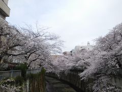 東京２０１９桜　【１】神田川＆外堀通り（法明寺～面影橋～江戸川橋～外堀通り）