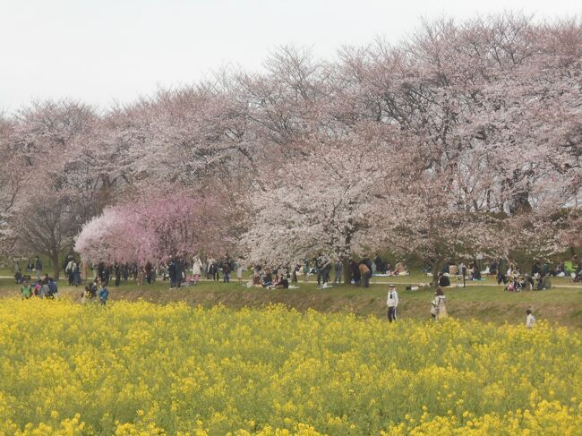 天気予報を信じて花見を企画したが、当日、冬に逆戻りしたような天気。桜、菜の花は五分咲