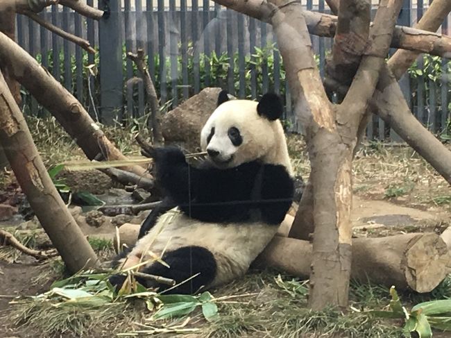 本当は上野動物園へ寄る予定はなく、ショッピングをするつもりでしたが、新幹線の中で急遽予定を変更し、隙間時間は上野動物園でパンダ鑑賞をする事にしました。5月から新元号になりますが、多分これが平成最後のパンダ鑑賞となりそうです。<br />今回は、残念ながらリーリー君とシンシンちゃんのお顔を拝見することは出来ませんでしたが、シャンシャンはちょうど起きていて、しっかりとその姿を見る事が出来たので嬉しかったです。<br />