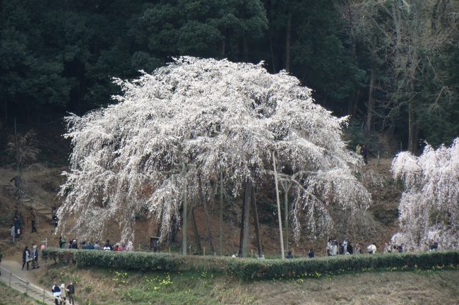 1300年ほど前に持統天皇が御手植えされたと伝えられているエドヒガンザクラ。ソメイヨシノより早く咲き始め、高さ17mから花が流れ落ちるように咲き誇る。その優美な姿と淡紅白色の美しさに、多くの花見客が訪れる。例年3月下旬から4月上旬ごろ行われる「奥山田のしだれ桜まつり」の期間中は、地元野菜の産直品、漬物などの加工品や抹茶、甘酒などの販売もある。 <br /><br />奥山田のしだれ桜の後は近くの奥殿陣屋へ<br />昔、持統上皇が命名されたと伝えられる花ぞの山（村積山）の麓、徳川家氏の発祥地松平郷に程近いところに座する奥殿陣屋。<br />1万6千石の親藩として奥殿藩の歴史と文化が静かに眠ります。<br /><br /> 春の山桜、バラ・あじさい・もみじ・つばきなど四季折々に美しく咲きほこる花園の里でもあり、いつ訪れても美しい景観に出会えます。<br /> 日本庭園を眺めつつ、郷土料理に舌鼓をうち、お抹茶と甘味を堪能する、心が和みます。<br /><br />その後は中岡崎の駅前の大正庵釜春本店でうどんの昼食を食べました。