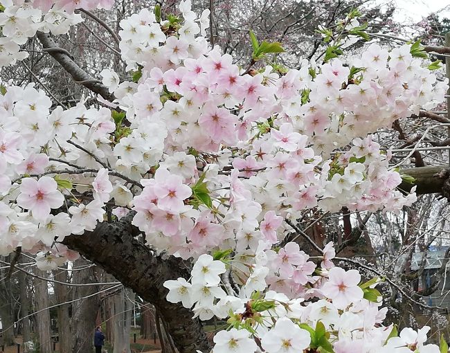 最近気になってる桜がある。<br />咲きはじめたなのに白とピンクが混じって咲いてる木があるんです。<br /><br />