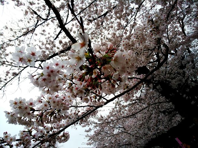 2019/3/30 お天気はイマイチでしたが、東京の桜が満開!とのニュースを見て、急遽上野と日比谷に 娘とお花見に行ってきました!(^o^) もちろん、「花」だけじゃなく食べ歩きの「ダンゴ」も忘れてませんよ~ (^m^)<br />では、桜が散らないうちに大急ぎでご紹介しま~す!