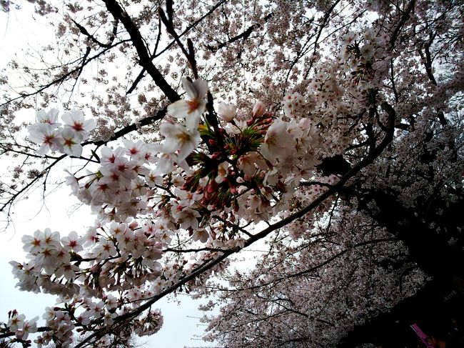 速報！東京の桜満開です！ 上野と日比谷で食べ歩き♪