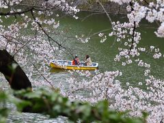 桜散歩東京、六義園～千鳥ヶ淵・・・