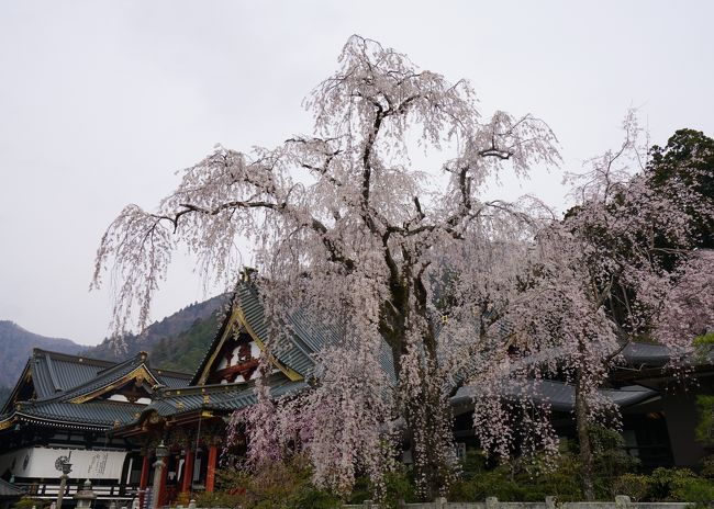 山梨の身延山と三嶋大社へ枝垂れ桜を見に行ってきました。<br />どちらも毎年、かかさず初詣へ参拝しているのですが桜の時期に行くのは久々です。