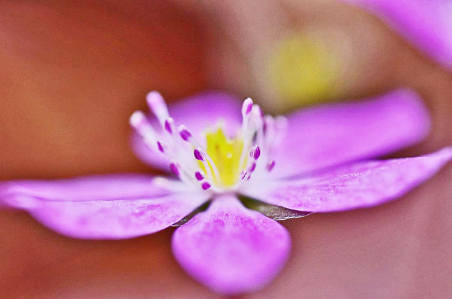 春の妖精（Spring ephemeral）とも呼ばれる<br />花径1-3㎝ほどの..小さく可憐な花..<br />雪割草がピンクや白、薄紫色の花..<br />色鮮やかに、春の訪れの予感、<br />春色に染まってきました♪<br />ここは、花フェスタ記念公園「そよぎの谷」<br />　　2019　春の訪れの予感、春色の春を探そう♪（前編）<br />　　　https://4travel.jp/travelogue/11474609<br /><br />に続いて、美濃白川雪割り草の里へ<br />白川の黒川なので、軽く思い行けばわかると、<br />が分からず、農作業されてる方に、大まかに聞くが・・。<br />とうとう近くの郵便局へ行って聞きました。<br />書いていただいたメモを手にして、<br />雪割草ののぼり旗で、坂を上るが、美濃白川雪割り草の里<br />見つからず、帰る時に、里の管理者の方に会い、案内してもらう。<br /><br />標高 800 m の美濃白川雪割り草の里<br /><br />　岐阜県白川町黒川奥新田　山中の雑木林に人工交配で作出した<br />多種多様の雪割草を2003年から植栽されてるのです。<br /><br />　雑木林の山に山野草を植栽して17年の歳月経過。<br />以前植栽した山野草は解けて無くなりこぼれ種で<br />　　（植栽しました雪割草の株は５年位で全て解けて無くなります。）<br />発芽した四代目・五代目の山野草が世代交代して<br />　　（雪割草の花は花型 花色 が全てが違い 同じ花は観られません。）<br />色んな花色　花型を変えて咲き出してきた♪<br /><br />まつりに行きましたが、帰ろうとしてたら、<br />呼び止められて親切にテーブル囲んで<br />愛好家の方々と御一緒して話して、コーヒーまで頂き・・・。<br />その後、立ち入り禁止の囲いを、すり抜けて、特別に入りました・<br />更に奥へ奥へ、先頭の方々は急いで目的地へ<br />追いかけて行くが、愛好家の一人が私に親切に説明を・・・。<br />コシノ コバイイモ・私の種を蒔いた箇所など<br />聞きながら、カメラで収めると<br />先頭の方とはぐれて、そのまま行きの道を、そのまま帰る・<br />付いていけば、ユキワリイゲイチとバイカオレンの群生と岐阜チョウ・・。<br />来年も行こうと思います。みなさんありがとうございました。<br /><br /><br />美濃白川雪割草まつり開催<br />　日時　3月29日(金)～31日(日)　　入園料/無料<br />　　　            午後10時～午後15時30分 まで<br />          <br />　　雪割草の里造りのブログ<br />　　　https://plaza.rakuten.co.jp/futatumori/diary/201903240000/