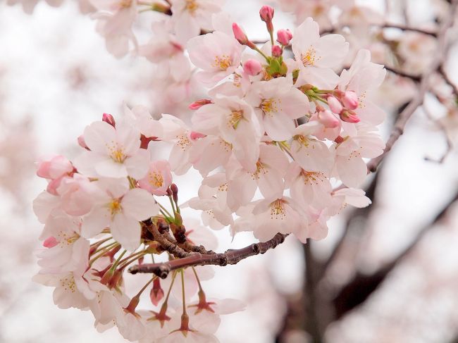 今年も桜の季節がやってきました。<br /><br />街がピンク色に染まってくるとワクワクしますね。<br /><br />さて、今年はどこにお花見に行こう？<br /><br />相方が<br /><br />「そういえば、鶴舞公園って行ったことがない！行ってみたい！」<br /><br />と言うので２人で鶴舞公園にお花見に行ってきました。<br /><br />お天気は良くなかったのですがたくさんのお花見客が訪れていました。<br /><br />３月のある日<br /><br />相方と瑞穂区にあるスペイン料理レストラン「ラ・マンチャ」に行ってきました。