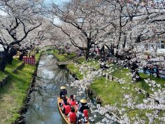 乳児連れ 新河岸川のお花見散歩と「月がきれい」聖地巡礼