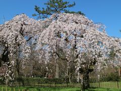 京都御所の枝垂れ桜