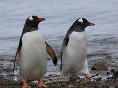 おばさん　ひとり旅で南極へ！南極編③やっぱりペンギンペンギンペンギンの話