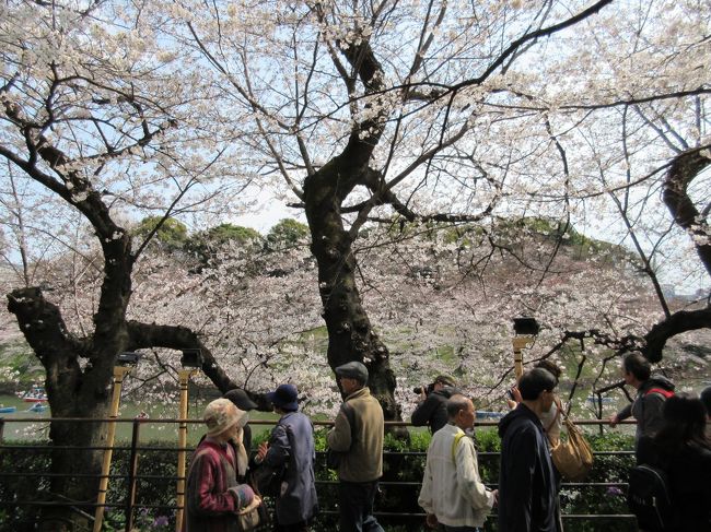 桜見物に、今年も千鳥ヶ淵へ、、桜と人を求めて、大勢の人が集まって、桜だっていきいき華やかです。後は人ごみに任せて逆らわないで動きます。でも疲れは後からどっとやってきました、もちろん爽快です。
