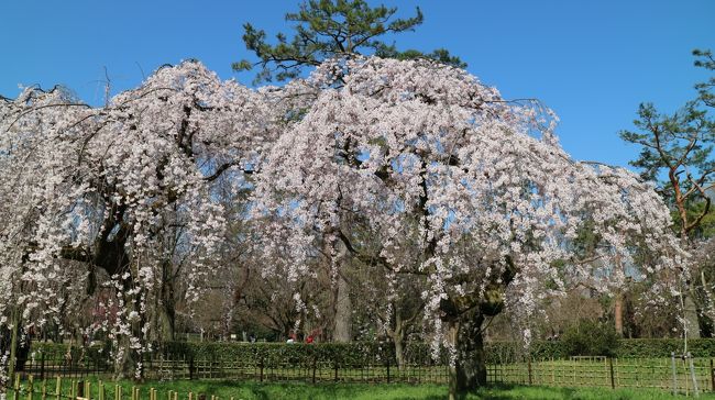 親友との「初の男同士の京都旅行」です。今回は枝垂れ桜やソメイヨシノを楽しみ来ましたが、開花宣言はまだ出ていませんでした。御所内の綺麗な枝垂れ桜や桃の花などを楽しむことができました。