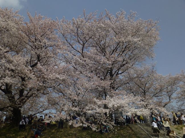 京都府と大阪府の境の八幡市<br />木津川と宇治川を分ける背割堤の<br />満開の桜の並木道、芝生の広場や展望所もあり<br />一度は行ってみてください