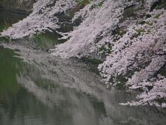 東京散歩　桜の名所中の名所の千鳥ヶ淵へ行きました。