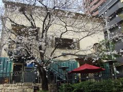 近所の桜　西麻布周辺