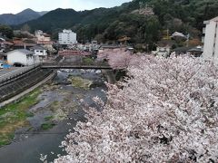 長門湯本温泉と桜