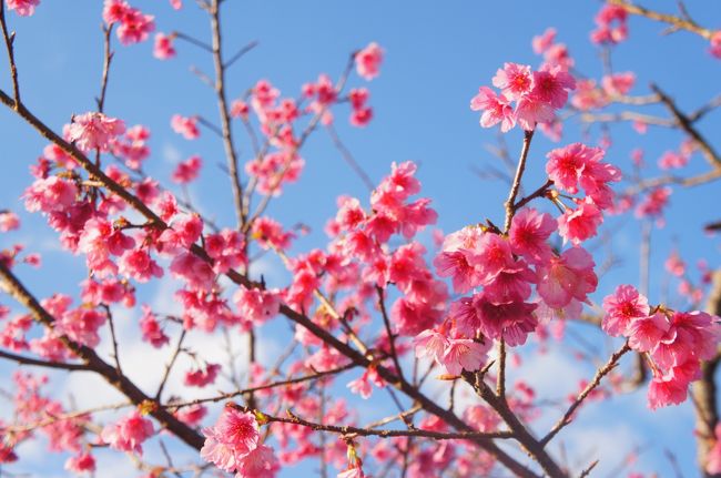 2019年1月の旅<br />沖縄マリオット＆リゾートスパへのんびり旅。<br />2018年夏にマリオットプラチナステータスで利用してとてもよかったので2回目の滞在。<br />年末年始に石垣島に行った直後だけど、離島よりも本島の方がやはり合っているのではと感じた旅に…<br /><br /><br />【行程】<br />2019年1月25日（金）<br />JAL2081　伊丹空港09：10→那覇空港11：20　*クラスJ<br />レンタカーで名護へ<br />☆オキナワマリオットリゾート＆スパ<br /><br />2019年1月26日（土）<br />☆オキナワマリオットリゾート＆スパ<br /><br /><br />2019年1月27日（日）<br />JAL2088　那覇空港18：05→伊丹空港19：55　*クラスJ<br /><br />【旅費】<br />楽天スーパーセールJALパック　*クラスJ<br />オキナワマリオットリゾート＆スパ（食事なし）40700円*2名=81400円<br />リフトレンタカーSクラス付（車種：ヴィッツ)<br />クーポン -4000円<br />2名77400円（1名あたり38700円）<br /><br />