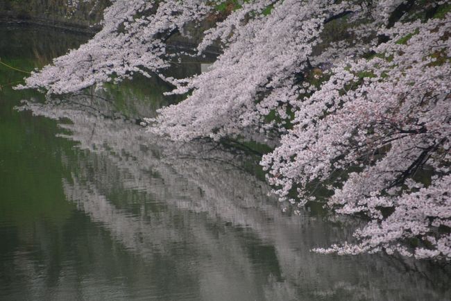 東京でお花見と言えば千鳥ヶ淵ですね！<br /><br />https://youtu.be/UYGEFXZEU7g<br /><br />