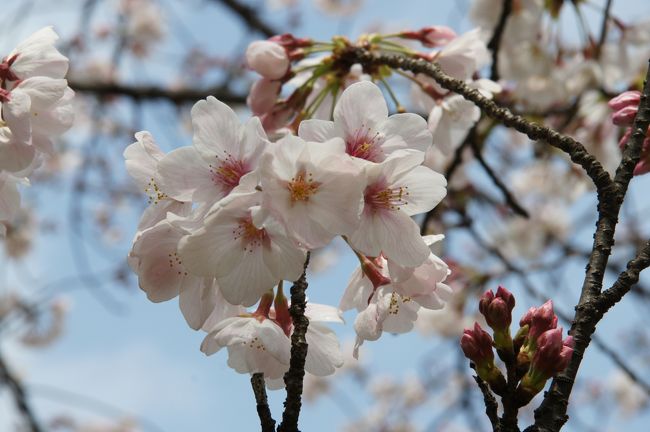 週末に満開の予報もありましたし、三日酔いをおしてお花見に。ちうても、賑やかに酒盛りをする気はありませんで。そんな時は、いつもの庭園でお散歩花見が良いよね。