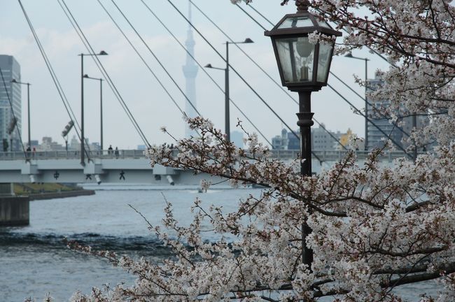 浜離宮庭園を出ますと、いつものコーヒー屋さん行くんにえぇ時間かな。昨日は顔出せんかったし、お邪魔しましょ。<br /><br />落ち着いたところで…築地通いの頃にお世話になった桜の木、観に行こうかと隅田川テラスへ。