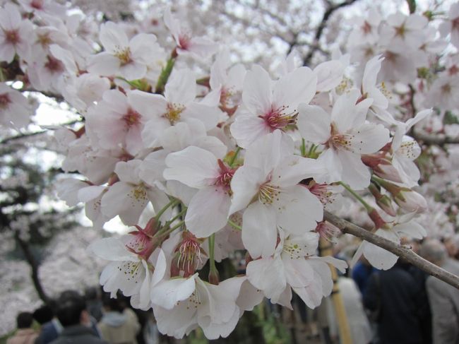 桜が満開ですって<br />行っちゃう？<br />春休みで暇なタラも一緒にね