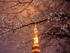 桜咲く東京散策