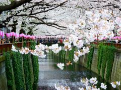 2019年春　目黒川で桜を愛でる