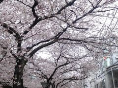 東京２０１９桜　【３】目黒川