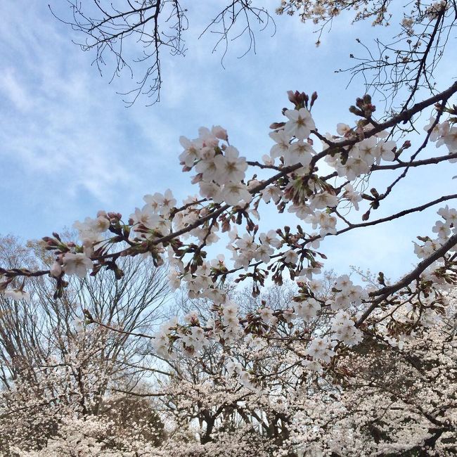１年の楽しみ！お花見の季節になりました。<br />上野公園の桜並木はとてもキレイで毎年楽しみにしています。<br /><br />今回は友人と上野駅で待ち合わせしてお得なステーキを食べた後、上野公園の桜並木を満喫しました。<br /><br />その中で「桜並木の樹齢が今年６６年になるので根を保護するために根元に立ち入らないようにお願いいたします」という小さい看板を発見しました。<br />今まで何度も訪れていましたが初めて気づきました。<br /><br />訪れた人々を幸せにしてくれる上野の桜並木。<br />これから先もずっと桜並木を見ることが出来るように、皆で桜を大切に保護しつつお花見を楽んでいきたいと思いました。<br />