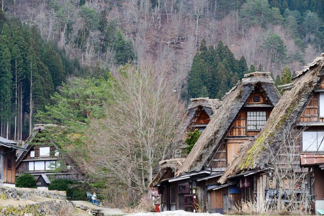 春の休暇を利用して、白川郷と名古屋を訪れました。その白川郷編です。<br />白川郷自体は何度か訪れたことがあるのですが、今回は初めて荻町集落近くに宿泊しました。しかも、シェアハウス。w<br />実際に泊まってみて、ほとんどが外国人観光客だったので、不思議な国際交流ができました。<br />また、荻町集落一帯も外国人観光客だらけ。以前訪れた時と人に関してはすっかり様変わりしてました。<br />