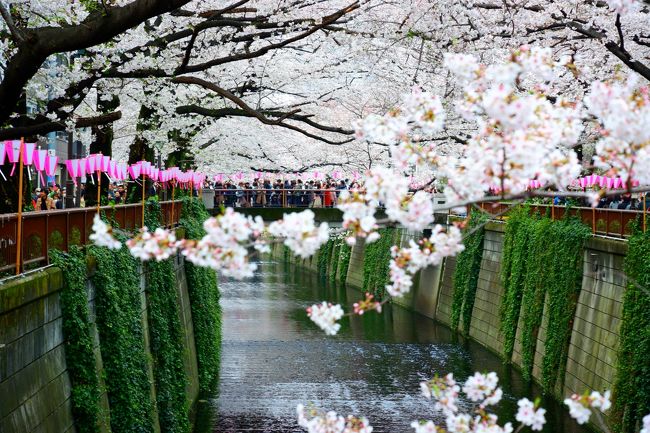 2019年春　目黒川で桜を愛でる