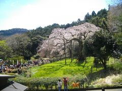 春の紹太寺