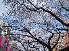 東京２０１９桜　【５】播磨坂