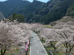 満開の桜をさがして下北山村までドライブ