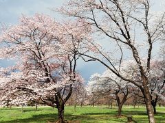 茨城で桜