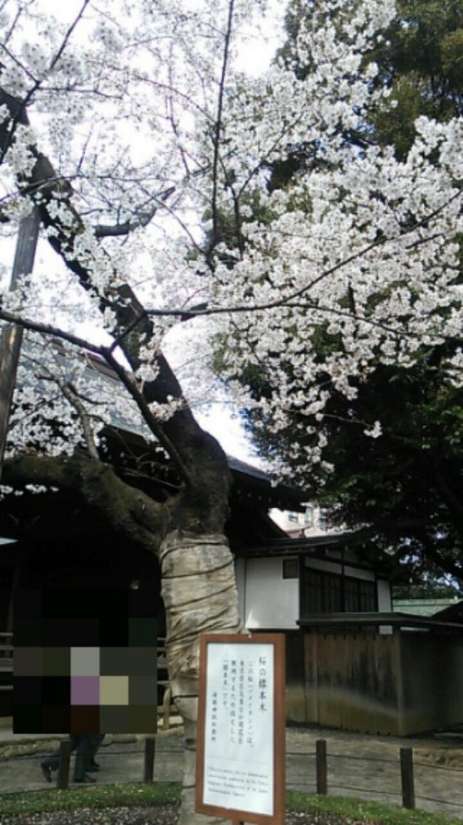 　ご覧戴きましてありがとうございます。<br />　2019年３月31日の日曜日は自宅の最寄駅である浜松駅から新幹線（浜松～静岡間）と青春18きっぷを利用して日帰りで東京まで行ってきました。<br />　今回の目的は2019年３月31日現在、ほぼ満開状態であった東京の桜を楽しむことで、当日は東京の桜の標本木がある靖国神社と付近に位置する千鳥ヶ淵に寄り、桜の様子を観覧してきましたので、その様子をご覧戴きます。<br />　２部構成での公開を予定していて、そのうち前編となる今回は浜松から東京までの移動の様子、東京でのランチの様子、そして靖国神社の桜を観賞した時の様子をご覧戴きます。<br />