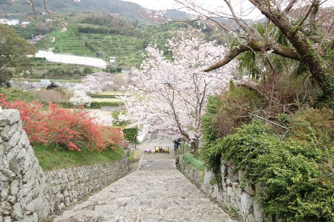 紀州は温暖な気候なためか，三月末ですが，桜が5分ぐらい咲いていました。なかなかきれいなところです！紀州！