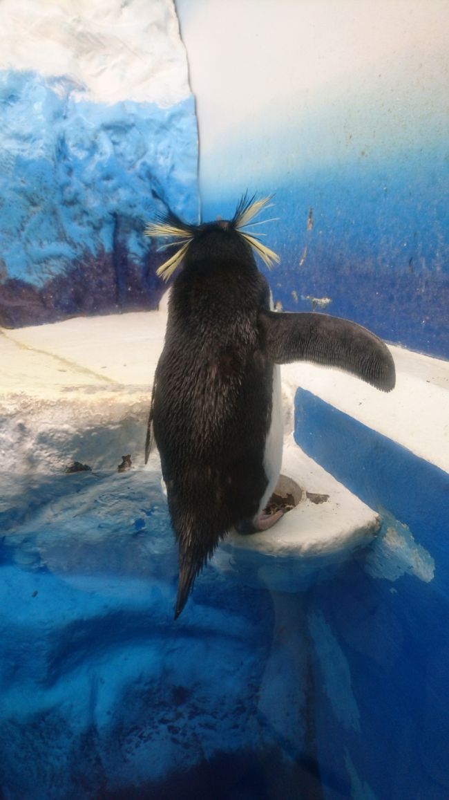 201903,春休み,プラネタリウム星の旅世界編,サンピアザ水族館でペンギン