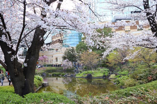 今日（3/31）、六本木ヒルズと東京ミッドタウンで満開で最高の見頃タイミングで桜を楽しんで来ました。<br />