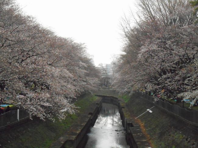 2019年の3回目の桜観賞に再び善福寺川緑地公園に桜観賞に行きました。<br />はぼ満開に咲いていました。