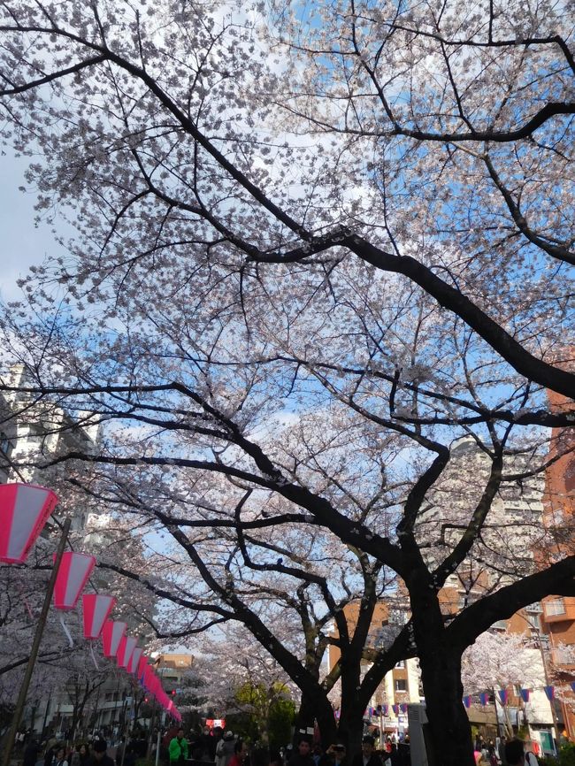 昨年東京の桜の満開時期は南米旅行と重なってしまい、東京の桜を見たのは散り際でした。今年は例年通り3月末が満開、その後のウィークデーが寒かったため、翌週もほぼ満開状態でした。2週にわたり毎年お馴染みの目黒川、千鳥ヶ淵、隅田川の他、久しぶりの神田川や2度目の播磨坂、大横川、飛鳥山、そして桜の時期は初めての石神井公園と仙台堀川公園を巡りました。<br /><br />---------------------------------------------------------------<br />スケジュール<br /><br />　3月30日　自宅－JR池袋駅　法明寺観光－神田川沿い桜並木観光　<br />東京メトロ江戸川橋駅－東京メトロ市ヶ谷駅　外堀通り桜並木観光　<br />東京メトロ飯田橋駅－東京メトロ・西武池袋駅－西武池袋線石神井公園駅　石神井公園観光－自宅　<br />★3月31日　自宅－東急東横線中目黒駅　目黒川桜並木観光　<br />－東急・東京メトロ渋谷駅－東京メトロ九段下駅　千鳥ヶ淵観光　<br />－東京メトロ小川町・淡路町駅－東京メトロ茗荷谷駅　播磨坂桜並木観光<br />－自宅<br />　4月6日　自宅－東京メトロ南砂町駅　仙台堀川公園桜並木観光　－<br />東京メトロ門前仲町駅　大横川桜並木観光　－東京メトロ蔵前駅　<br />隅田川観光　－東京メトロ浅草駅－東京メトロ・JR上野駅－JR王子駅　<br />飛鳥山公園観光　－自宅　