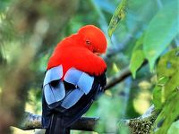 野鳥の楽園南米エクアドル『4000m超の山並みとアマゾン流域』