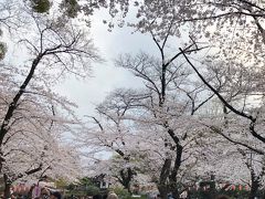 レポート　東京の桜