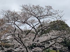 皇居桜の一般公開2019