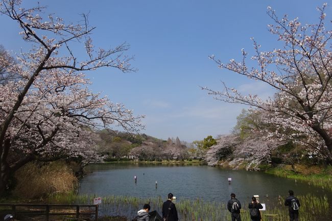 春爛漫　三ツ池公園、入江川せせらぎ緑道　(新年号発表　「令和」）　