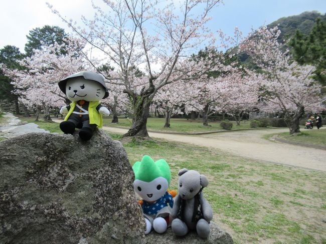 萩魅力PR大使(応募者全員当選)を拝命して1年経過。<br />年度末には終了だろうと最後の特典パスポート利用を目論んでたら、旦那が萩に仕事で行くことになったもので、送迎ついでに待ち時間を利用して萩市内を散策することにしました。<br />出発直前に特典パスポートの有効期限(=任命期間)が2020年の3月になってることに気付いたものの、しっかり利用し、さらに新聞にミドリヨシノが満開と出てたもので、萩城址まで見に行くことにしたのでした。<br /><br />でもって、日頃だったら車で移動するところを、ケチなのと若干運動不足なので、4時間約12000歩かけて歩きまわったのでした。<br /><br />ルート<br />萩総合庁舎 → 人力車乗り場(乗らず) → 萩城下町銅像巡り → 天樹院墓所 → 萩八景遊覧乗り場(船には乗らず) → 指月城址(ミドリヨシノと花の江茶室) → 萩博物館 → 萩田町商店街 → 萩ツインシネマ1階のジャンティークでお茶 → 萩総合庁舎<br /><br />※ミドリヨシノは昨年も見に行って(4月初旬で花は終わりかけで2,3輪のみ)、その時立ち寄った俗塵庵サワモトさんもついでに御紹介。